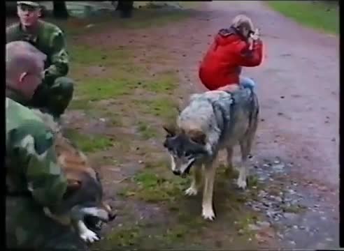 Германиянын зоопаркындагы карышкырлар