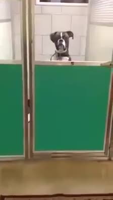 Камерадан көзүн албаган ит ))