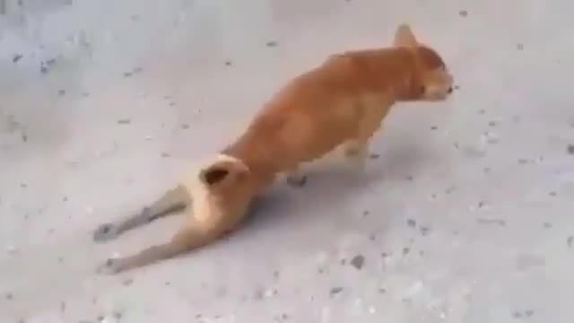 Укмуш артист ит экен