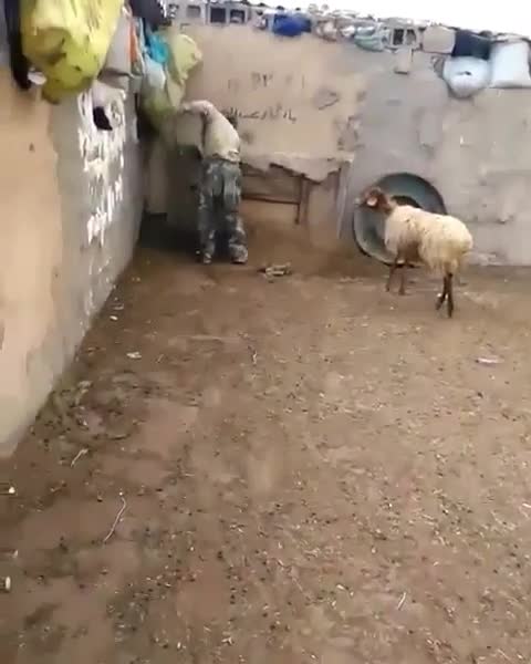 Козуларды бир убакта чыгарсаң...