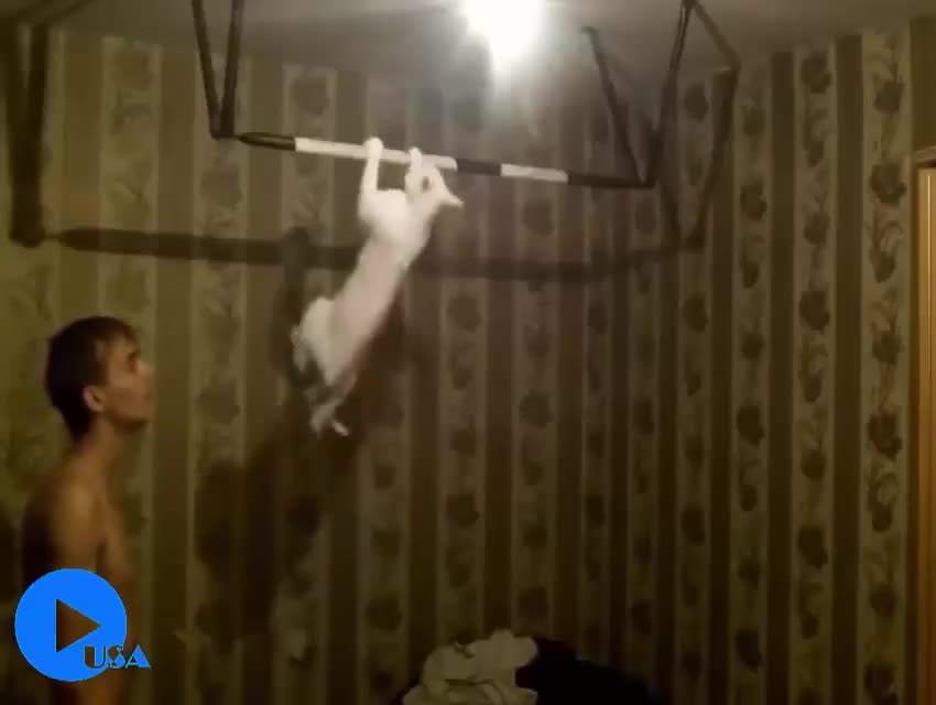 Сиздин мышыгыңыз ушундай кыла алабы?