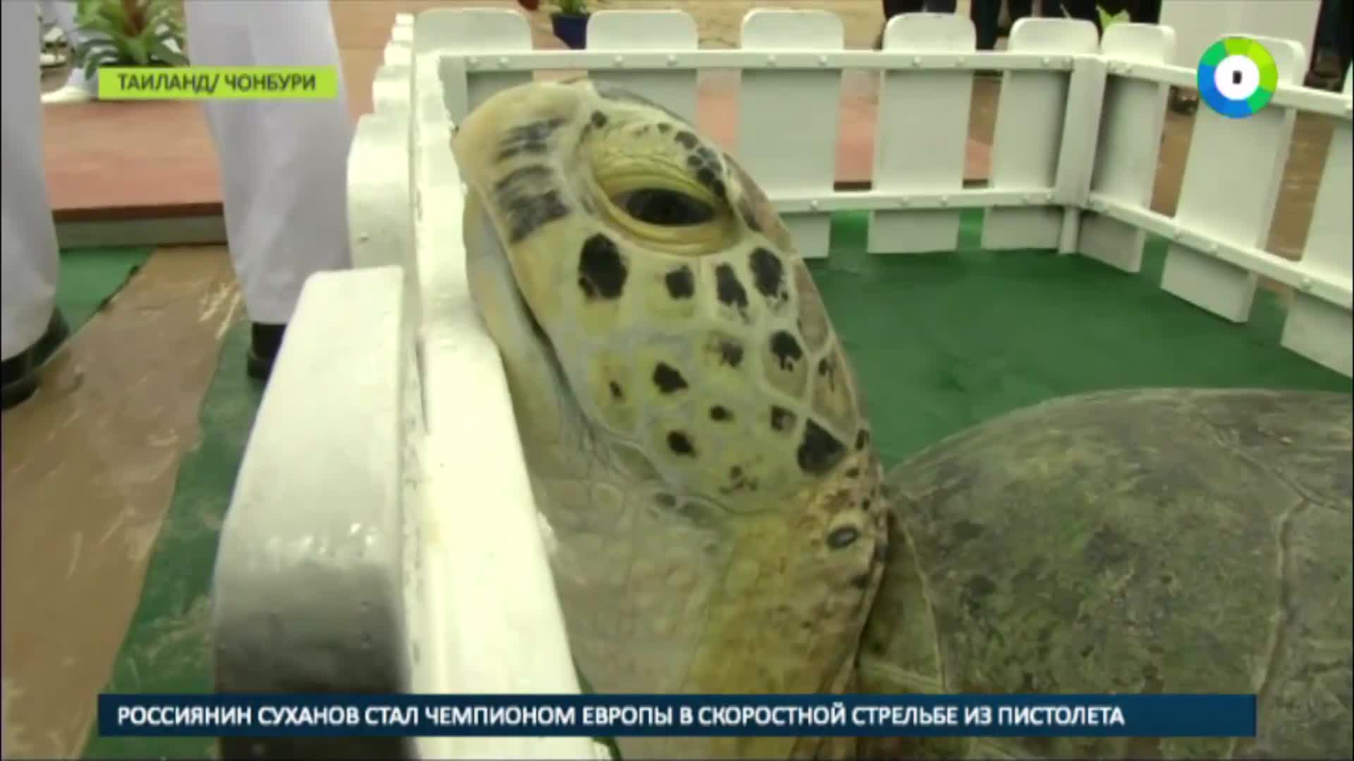 Таиландда падышанын урматына таш бакалар сууга коё берилди