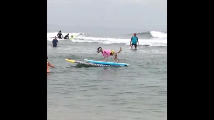 Спортчу иттер