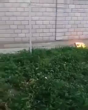 Казактарда тарап жаткан видео (нерви жукаларга болбойт)