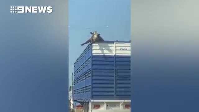 Жүрүп бараткан жүк ташуучу унаадан уй таза абага чыгыптыр))