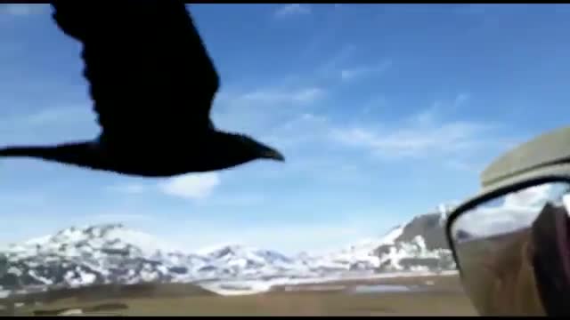 Карга амалкөй окшойт, адамдын колунан пирожки жеп...