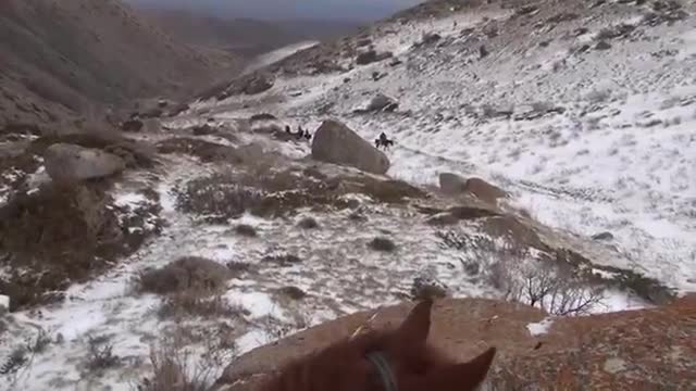 Талас облусундагы тоолордогу илбирс 