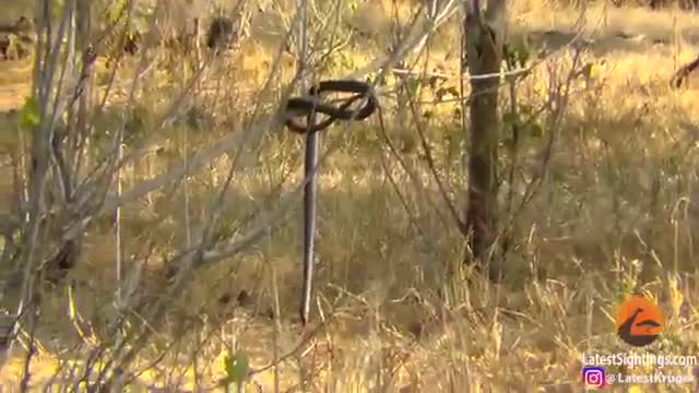 Мангуст өлгөн жыланды тарзанка кылып ойноду