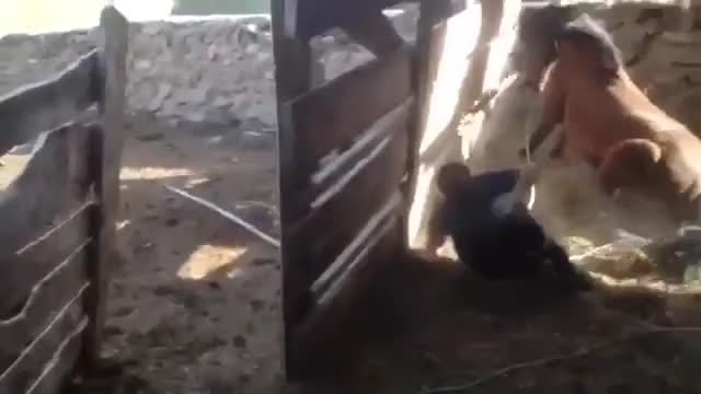 Жылкы адамды тебелеп салды