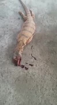 Боз эчки эмерди өлтүрүшкөн окшойт