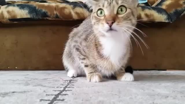Коркунучтуу тасманы көргөн мышык ))
