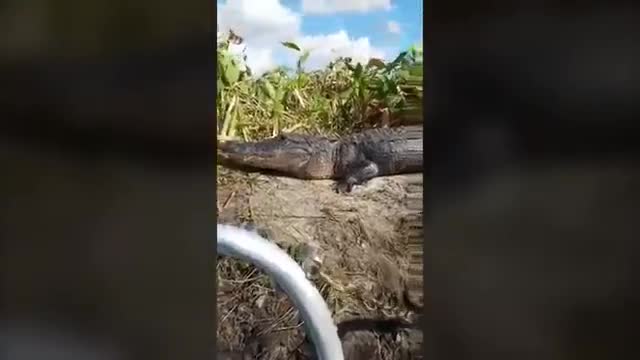 Аллигатор туристтерге карай секирди