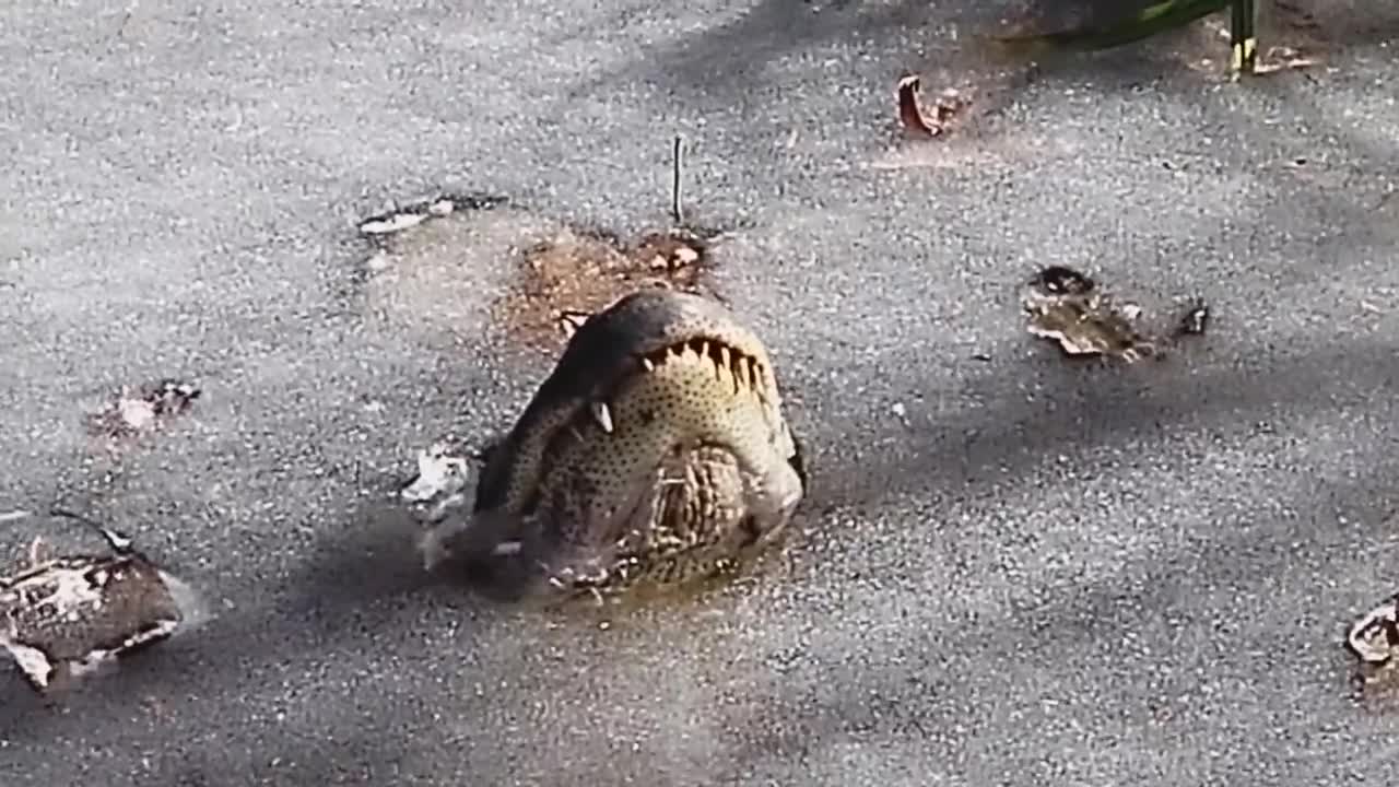 АКШда крокодилдер тонуп калды