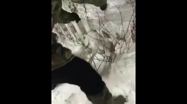 Казакстандагы катуу сууктан жаныбарлар тоңуп жатат