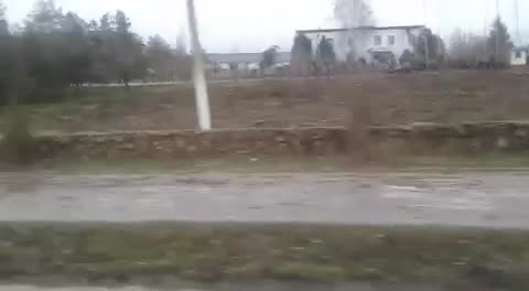 Ноокаттагы арчаларды бир түндө кыйып кетишти 2