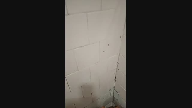 Талас облустук төрөт үйүн курттар каптап кетти