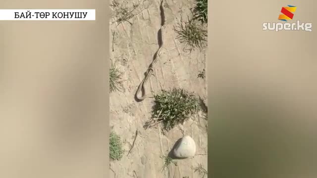 Бай-Төр конушу: Балдар ойноп жүргөн жерден кармалган жылан