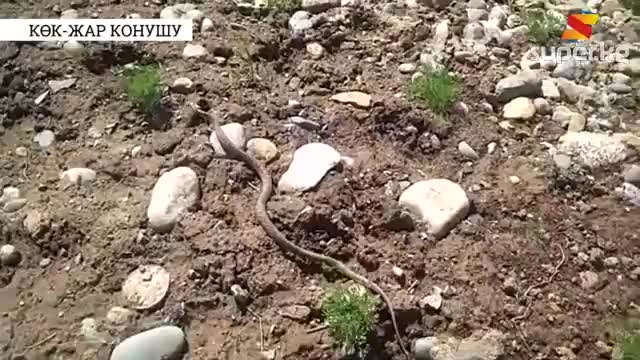 Көк-Жар конушу: Кичинекей балдар жыланды тартып алышкан
