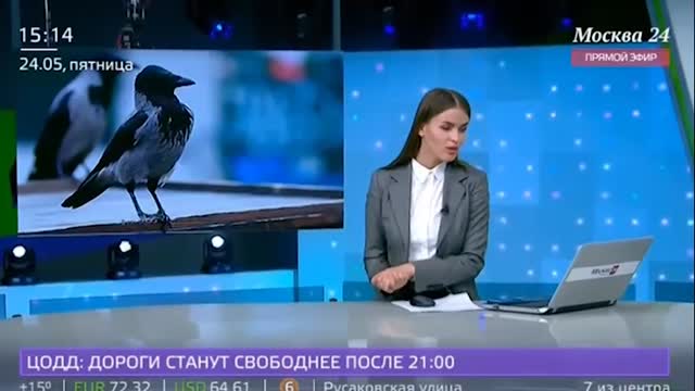 Тбилиси, Грузия. "Көчөдөн өтүп бараткан адамдарга эч себепсиз кол салган карга көпчүлүктү таң калтырды"