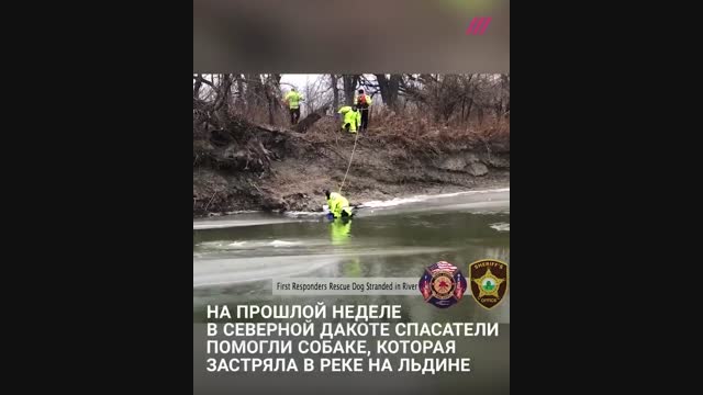 АКШда куткаруучулар муз үстүндө үшүп калган итти куткарышты