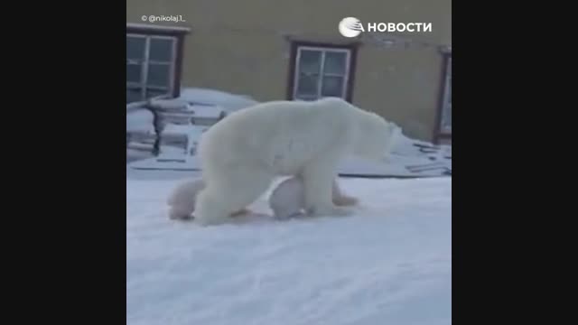 Белая Медведица защищает медвежат от собак. Медведь защищает медвежонка от орла. Медведица защищает медвежат видео от собак.