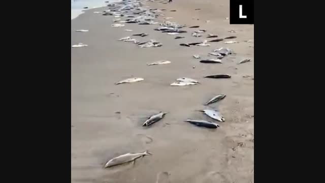 Сахалинде балыктар жээке ыргытылган