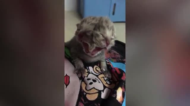 Таиландда төрт көздүү, эки ооз, эки мурундуу мый туулду