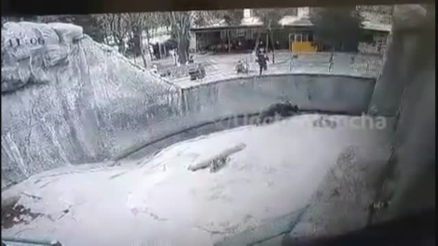 Ташкенттеги зоопаркта энеси баласын аюнун короосуна ыргытты