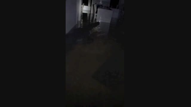 Флориданы каптаган крокодилдер