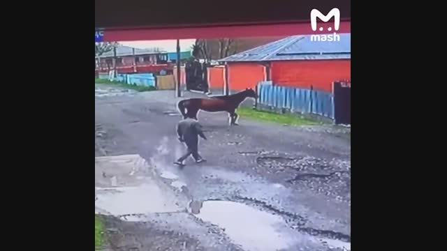 Орусияда бир жыл мурун сатылган аргымак ээсине кайтып келди