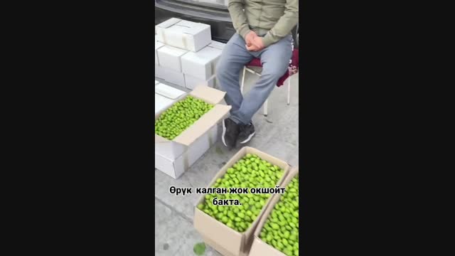 Көк өрүктүн сатылып жаткан видеосу