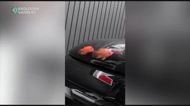 видео
