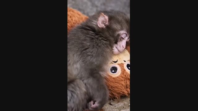 Японияда Панчу аттуу маймыл зоопаркка келгендердин санын төрт эсеге көбөйттү 