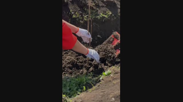Siberian Wellness компаниясынын көчөт отургузуу акциясы