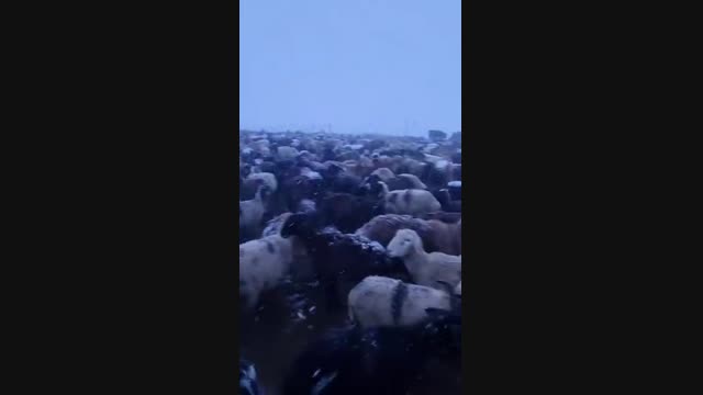 Нарында кар жаады