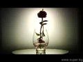 One Republic_ Apologize