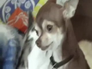 sobaka Koshka