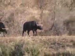 Аябай кызыктуу видео. Буйволдор арстандардан музоосун куткарып калышы.