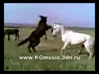 Ат уруш