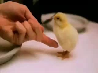 Ж&#1257;ж&#1257;д&#1257;н кызганды го