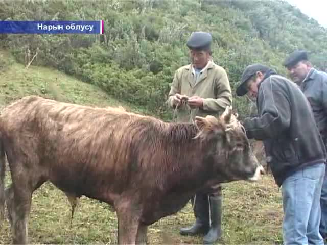 Ат-Башыда шарп ылаңы жайылды