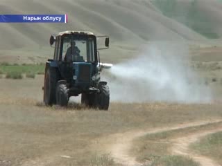 Нарында кылкандуу дан эгин менен чөптүн өнүмү жакшы эмес