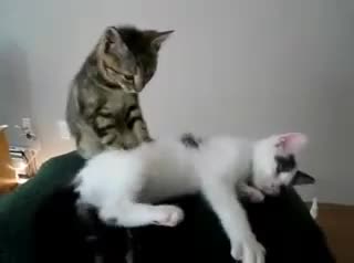 Мышык массаж жасайт)))