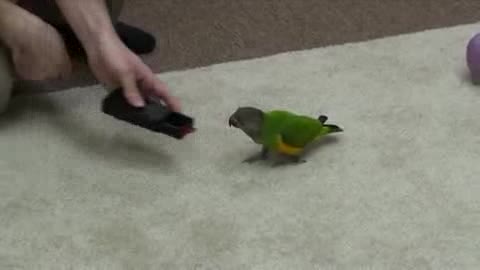 2 м&#1199;н&#1257;тт&#1257; 20 трюк к&#1257;рс&#1257;тк&#1257;н тоту куш