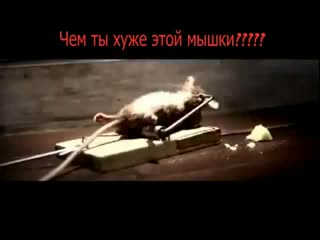  Чычкандарга бекер сыр