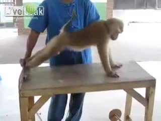  Хе, хе, маймылды карасаң.