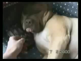 Жаныбарлар ж&#1257;н&#1199;нд&#1257; к&#1199;лк&#1199;л&#1199;&#1199; видео