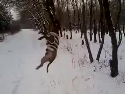 Асылып калган ит