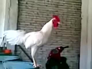 К&#1199;лк&#1199;ч&#1199; короз!