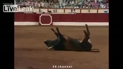 Матадор буканы жыкты!